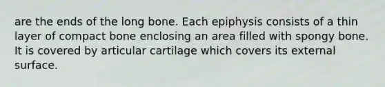 are the ends of the long bone. Each epiphysis consists of a thin layer of compact bone enclosing an area filled with spongy bone. It is covered by articular cartilage which covers its external surface.