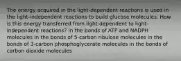 The energy acquired in the light-dependent reactions is used in the light-independent reactions to build glucose molecules. How is this energy transferred from light-dependent to light-independent reactions? in the bonds of ATP and NADPH molecules in the bonds of 5-carbon ribulose molecules in the bonds of 3-carbon phosphoglycerate molecules in the bonds of carbon dioxide molecules