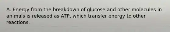 A. Energy from the breakdown of glucose and other molecules in animals is released as ATP, which transfer energy to other reactions.