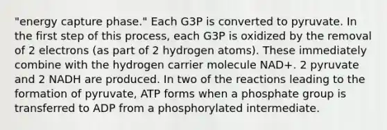 "energy capture phase." Each G3P is converted to pyruvate. In the first step of this process, each G3P is oxidized by the removal of 2 electrons (as part of 2 hydrogen atoms). These immediately combine with the hydrogen carrier molecule NAD+. 2 pyruvate and 2 NADH are produced. In two of the reactions leading to the formation of pyruvate, ATP forms when a phosphate group is transferred to ADP from a phosphorylated intermediate.