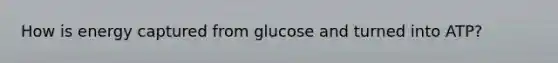 How is energy captured from glucose and turned into ATP?