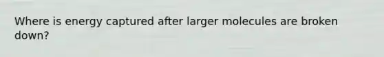 Where is energy captured after larger molecules are broken down?