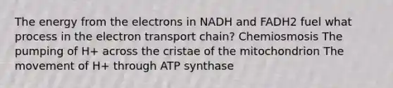 The energy from the electrons in NADH and FADH2 fuel what process in the electron transport chain? Chemiosmosis The pumping of H+ across the cristae of the mitochondrion The movement of H+ through ATP synthase