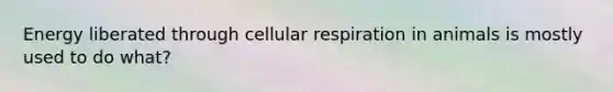 Energy liberated through cellular respiration in animals is mostly used to do what?