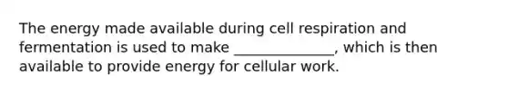 The energy made available during cell respiration and fermentation is used to make ______________, which is then available to provide energy for cellular work.