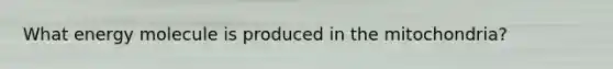 What energy molecule is produced in the mitochondria?