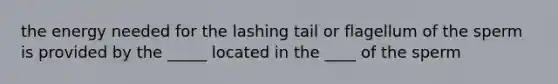 the energy needed for the lashing tail or flagellum of the sperm is provided by the _____ located in the ____ of the sperm