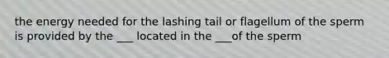 the energy needed for the lashing tail or flagellum of the sperm is provided by the ___ located in the ___of the sperm