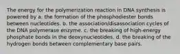 The energy for the polymerization reaction in DNA synthesis is powered by a. the formation of the phosphodiester bonds between nucleotides. b. the association/disassociation cycles of the DNA polymerase enzyme. c. the breaking of high-energy phosphate bonds in the deoxynucleotides. d. the breaking of the hydrogen bonds between complementary base pairs.