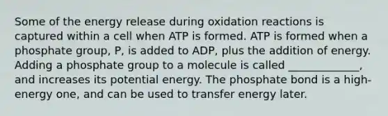 Some of the energy release during oxidation reactions is captured within a cell when ATP is formed. ATP is formed when a phosphate group, P, is added to ADP, plus the addition of energy. Adding a phosphate group to a molecule is called _____________, and increases its potential energy. The phosphate bond is a high-energy one, and can be used to transfer energy later.