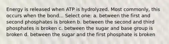 Energy is released when ATP is hydrolyzed. Most commonly, this occurs when the bond... Select one: a. between the first and second phosphates is broken b. between the second and third phosphates is broken c. between the sugar and base group is broken d. between the sugar and the first phosphate is broken