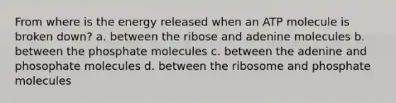 From where is the energy released when an ATP molecule is broken down? a. between the ribose and adenine molecules b. between the phosphate molecules c. between the adenine and phosophate molecules d. between the ribosome and phosphate molecules