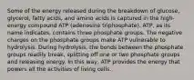 Some of the energy released during the breakdown of glucose, glycerol, fatty acids, and amino acids is captured in the high-energy compound ATP (adenosine triphosphate). ATP, as its name indicates, contains three phosphate groups. The negative charges on the phosphate groups make ATP vulnerable to hydrolysis. During hydrolysis, the bonds between the phosphate groups readily break, splitting off one or two phosphate groups and releasing energy. In this way, ATP provides the energy that powers all the activities of living cells.