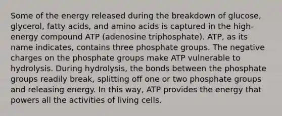 Some of the energy released during the breakdown of glucose, glycerol, fatty acids, and amino acids is captured in the high-energy compound ATP (adenosine triphosphate). ATP, as its name indicates, contains three phosphate groups. The negative charges on the phosphate groups make ATP vulnerable to hydrolysis. During hydrolysis, the bonds between the phosphate groups readily break, splitting off one or two phosphate groups and releasing energy. In this way, ATP provides the energy that powers all the activities of living cells.