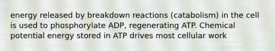 energy released by breakdown reactions (catabolism) in the cell is used to phosphorylate ADP, regenerating ATP. Chemical potential energy stored in ATP drives most cellular work