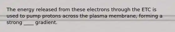 The energy released from these electrons through the ETC is used to pump protons across the plasma membrane, forming a strong ____ gradient.