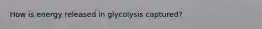 How is energy released in glycolysis captured?