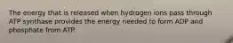 The energy that is released when hydrogen ions pass through ATP synthase provides the energy needed to form ADP and phosphate from ATP.