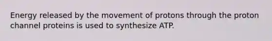 Energy released by the movement of protons through the proton channel proteins is used to synthesize ATP.