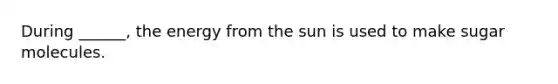 During ______, the energy from the sun is used to make sugar molecules.