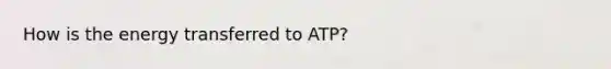 How is the energy transferred to ATP?