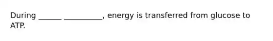 During ______ __________, energy is transferred from glucose to ATP.