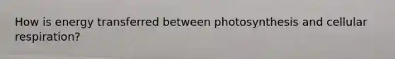 How is energy transferred between photosynthesis and cellular respiration?