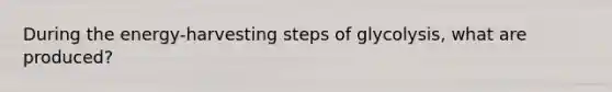 During the energy-harvesting steps of glycolysis, what are produced?