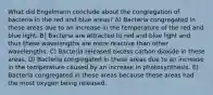 What did Engelmann conclude about the congregation of bacteria in the red and blue areas? A) Bacteria congregated in these areas due to an increase in the temperature of the red and blue light. B) Bacteria are attracted to red and blue light and thus these wavelengths are more reactive than other wavelengths. C) Bacteria released excess carbon dioxide in these areas. D) Bacteria congregated in these areas due to an increase in the temperature caused by an increase in photosynthesis. E) Bacteria congregated in these areas because these areas had the most oxygen being released.