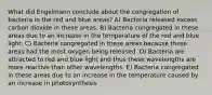 What did Engelmann conclude about the congregation of bacteria in the red and blue areas? A) Bacteria released excess carbon dioxide in these areas. B) Bacteria congregated in these areas due to an increase in the temperature of the red and blue light. C) Bacteria congregated in these areas because these areas had the most oxygen being released. D) Bacteria are attracted to red and blue light and thus these wavelengths are more reactive than other wavelengths. E) Bacteria congregated in these areas due to an increase in the temperature caused by an increase in photosynthesis