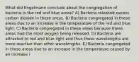 What did Engelmann conclude about the congregation of bacteria in the red and blue areas? A) Bacteria released excess carbon dioxide in these areas. B) Bacteria congregated in these areas due to an increase in the temperature of the red and blue light. C) Bacteria congregated in these areas because these areas had the most oxygen being released. D) Bacteria are attracted to red and blue light and thus these wavelengths are more reactive than other wavelengths. E) Bacteria congregated in these areas due to an increase in the temperature caused by an increase i