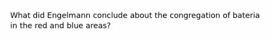 What did Engelmann conclude about the congregation of bateria in the red and blue areas?