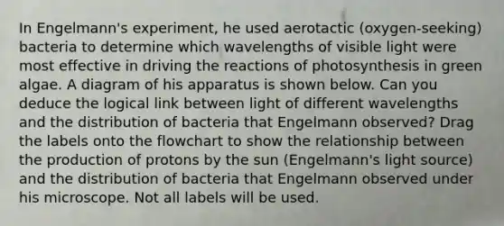 In Engelmann's experiment, he used aerotactic (oxygen-seeking) bacteria to determine which wavelengths of visible light were most effective in driving the reactions of photosynthesis in green algae. A diagram of his apparatus is shown below. Can you deduce the logical link between light of different wavelengths and the distribution of bacteria that Engelmann observed? Drag the labels onto the flowchart to show the relationship between the production of protons by the sun (Engelmann's light source) and the distribution of bacteria that Engelmann observed under his microscope. Not all labels will be used.