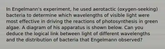 In Engelmann's experiment, he used aerotactic (oxygen-seeking) bacteria to determine which wavelengths of visible light were most effective in driving the reactions of photosynthesis in green algae. A diagram of his apparatus is shown below. Can you deduce the logical link between light of different wavelengths and the distribution of bacteria that Engelmann observed?