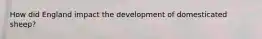 How did England impact the development of domesticated sheep?