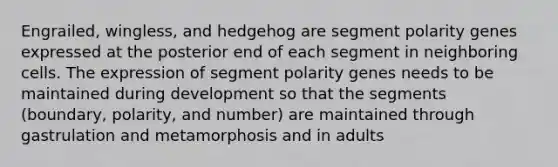 Engrailed, wingless, and hedgehog are segment polarity genes expressed at the posterior end of each segment in neighboring cells. The expression of segment polarity genes needs to be maintained during development so that the segments (boundary, polarity, and number) are maintained through gastrulation and metamorphosis and in adults