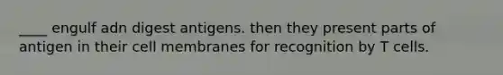 ____ engulf adn digest antigens. then they present parts of antigen in their cell membranes for recognition by T cells.