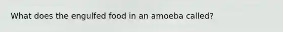 What does the engulfed food in an amoeba called?