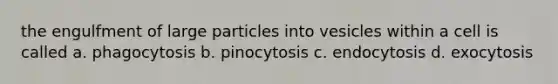 the engulfment of large particles into vesicles within a cell is called a. phagocytosis b. pinocytosis c. endocytosis d. exocytosis