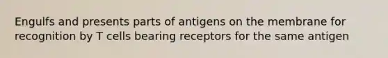 Engulfs and presents parts of antigens on the membrane for recognition by T cells bearing receptors for the same antigen