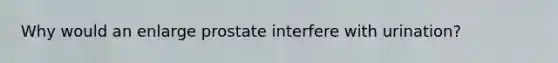 Why would an enlarge prostate interfere with urination?