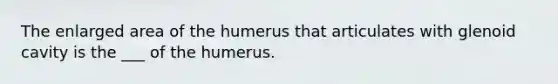 The enlarged area of the humerus that articulates with glenoid cavity is the ___ of the humerus.