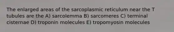 The enlarged areas of the sarcoplasmic reticulum near the T tubules are the A) sarcolemma B) sarcomeres C) terminal cisternae D) troponin molecules E) tropomyosin molecules