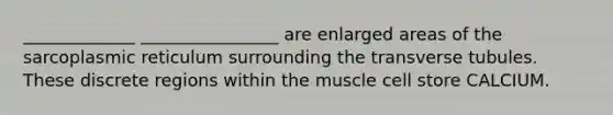 _____________ ________________ are enlarged areas of the sarcoplasmic reticulum surrounding the transverse tubules. These discrete regions within the muscle cell store CALCIUM.