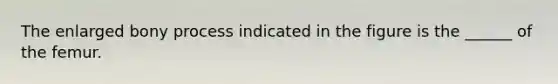 The enlarged bony process indicated in the figure is the ______ of the femur.