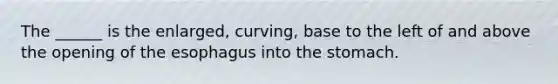 The ______ is the enlarged, curving, base to the left of and above the opening of the esophagus into the stomach.