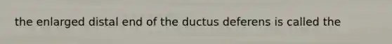 the enlarged distal end of the ductus deferens is called the