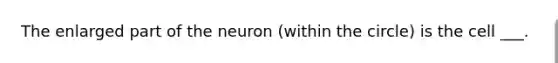 The enlarged part of the neuron (within the circle) is the cell ___.
