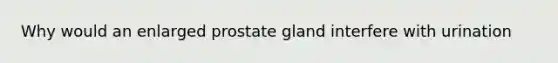 Why would an enlarged prostate gland interfere with urination