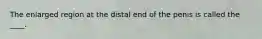 The enlarged region at the distal end of the penis is called the ____.​